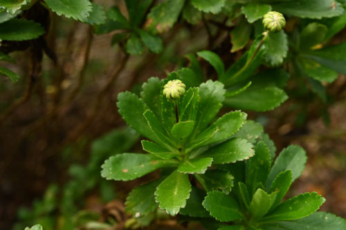 ハマギク,はまぎく,浜菊,植物