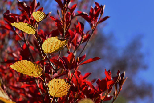 ヒュウガミズキ,ひゅうがみずき,紅葉,黄葉