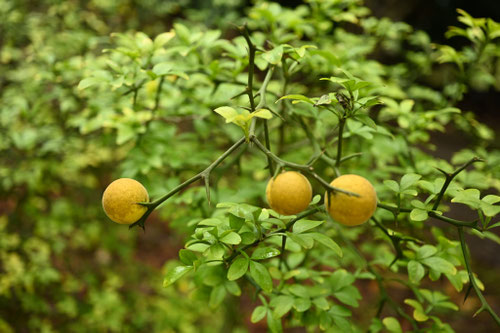 刺だらけの生垣