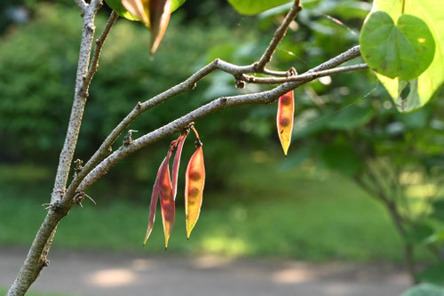 ハナズオウの木の実,花蘇芳,はなずおう