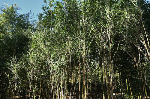 Japanese bamboo Suekozasa