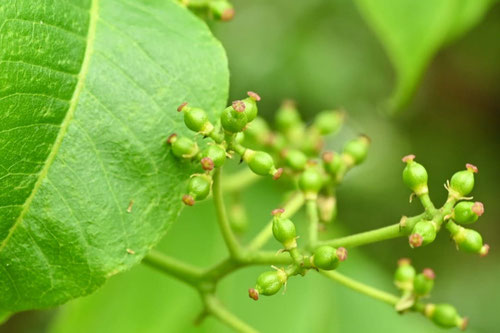 キハダの木,黄肌の木
