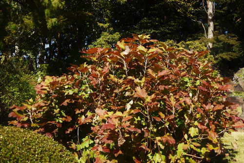 かしわばあじさい,紅葉