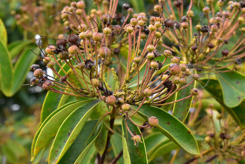 カルミアの種,かるみあ,植物