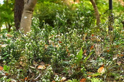 センブリ,せんぶり,植物