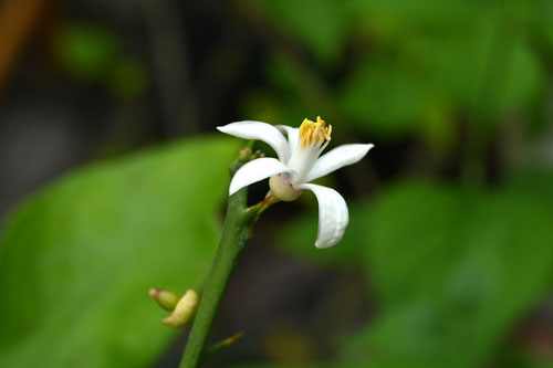 檸檬の花,画像,れもん