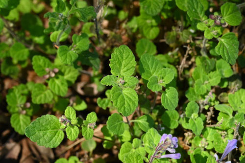 タツナミソウの葉,たつなみそう,立浪草