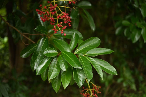 沿海地に向いている樹種