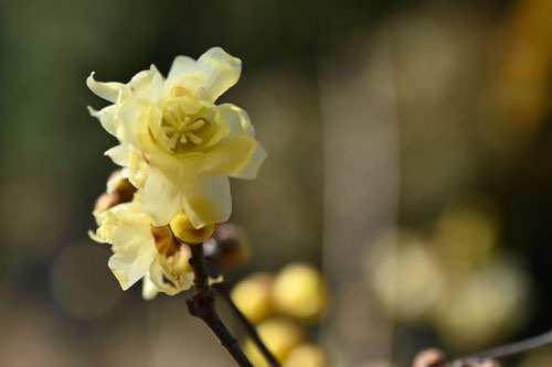 ソシンロウバイ,おしべ,めしべ