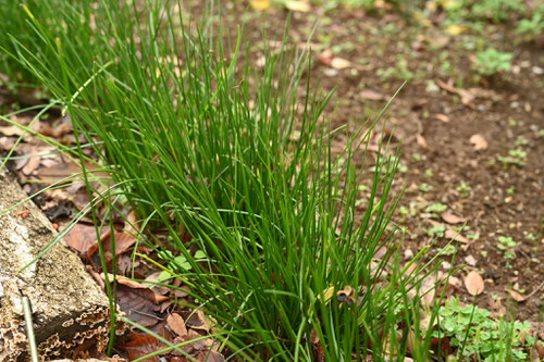 タマスダレ,植物,たますだれ,特徴