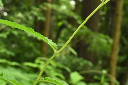 アジサイみたいな野草