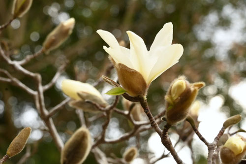 こぶしの花,コブシ,特徴,見分け,辛夷の木
