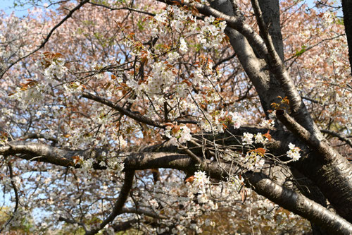 山桜 染井吉野