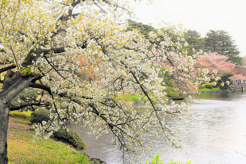 山桜,ヤマザクラ,染井吉野
