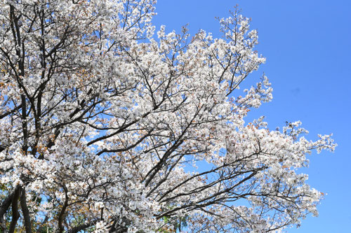 ヤマザクラの木,山桜,染井吉野,やまざくら