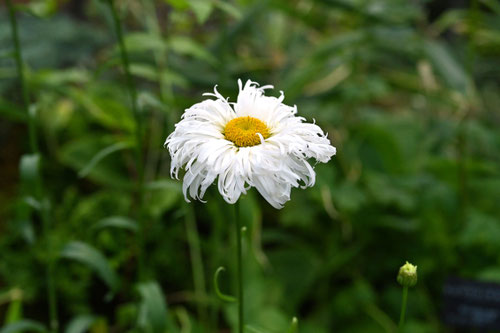 開花期、シャスターデージ