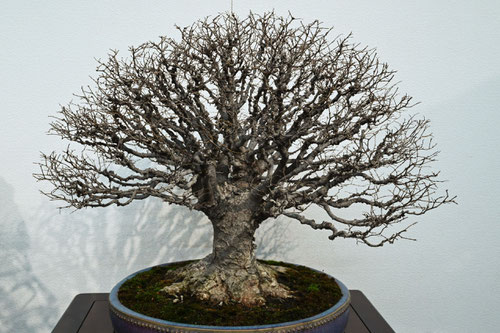ケヤキ,keyaki,bonsai