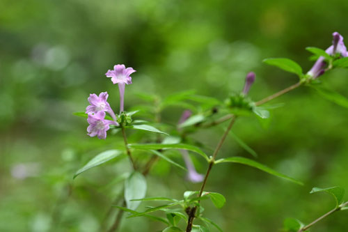 むらさき色の花の木