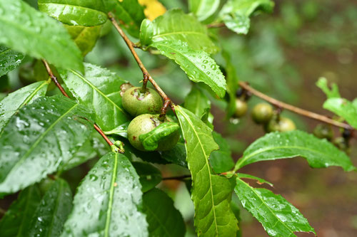 お茶の木の実,tea tree