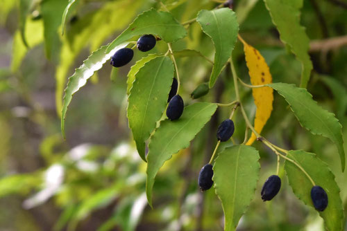 黒い実がなる樹木