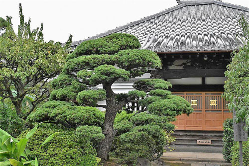 Five needle pine,picture