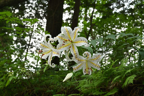 ヤマユリの花