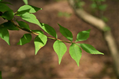 flower and leaf