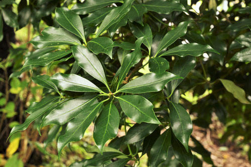 シキミ,しきみ,シキビの木