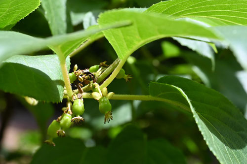 小さいキウイみたいな実がなる植物,蔓