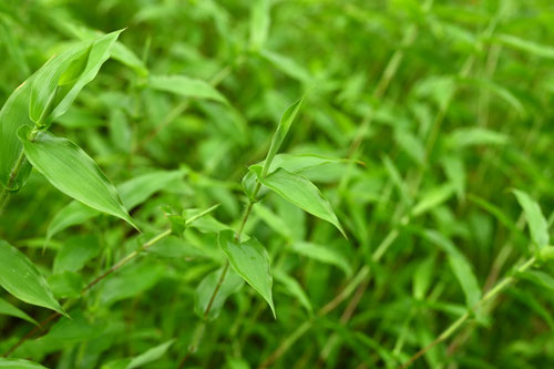 こぶなぐさ,植物