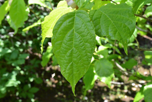 chinese sweetshrub,picture