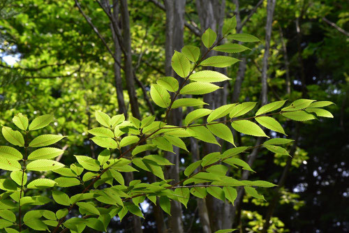 Hornbeam Maple,leaf