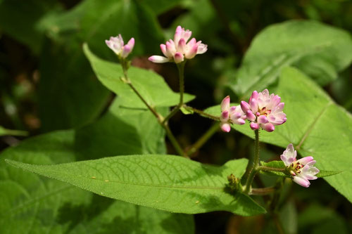 似た花,花言葉