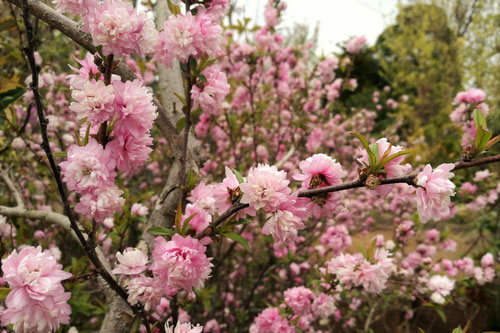 庭桜,にわざくら,花,麦李,ニワザクラ