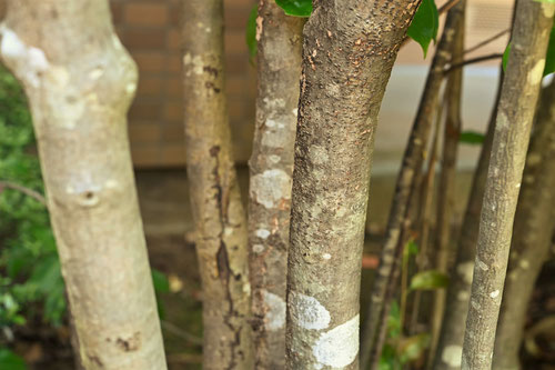 ソヨゴの木の幹