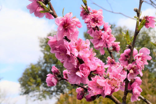ハナモモの花,はなもも,花桃の木
