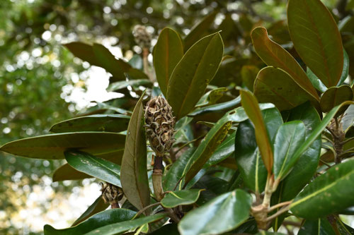 タイサンボクの木,たいさんぼく,果実,種子