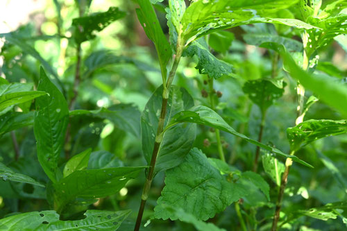 藍,植物,特徴,アイ