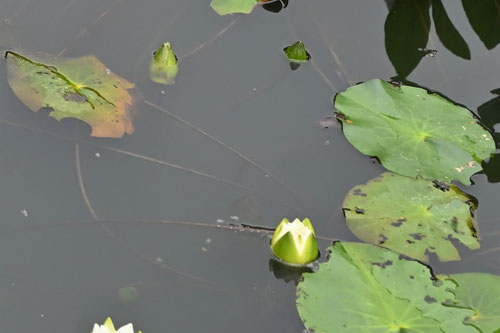 Pygmy water lily