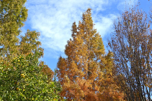 メタセコイア,曙杉,紅葉,黄葉,並木