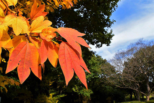 シロモジ 樹木 紅葉