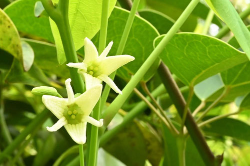 むべ,つる性植物,おしべ,めしべ