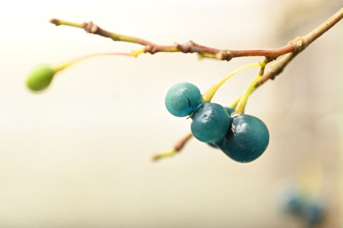 アオカズラ,あおかずら,青葛,植物