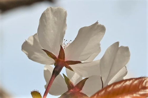 ヤマザクラ,やまざくら,特徴,山桜の木の花