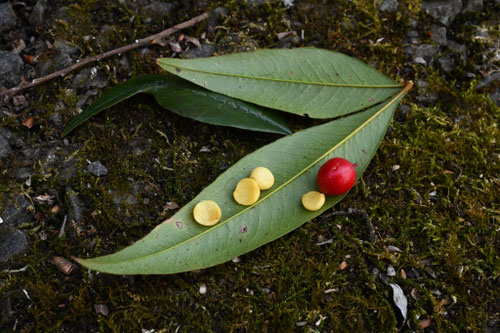 南天の木,ナンテン,なんてん,植物,タネ