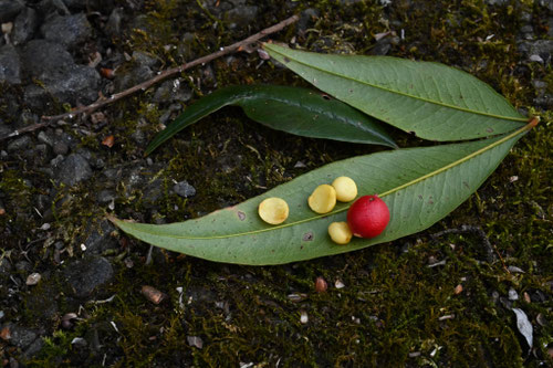 南天の木,ナンテン,なんてん,植物,タネ