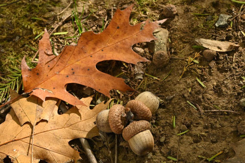 紅葉するドングリの木,名前,品種