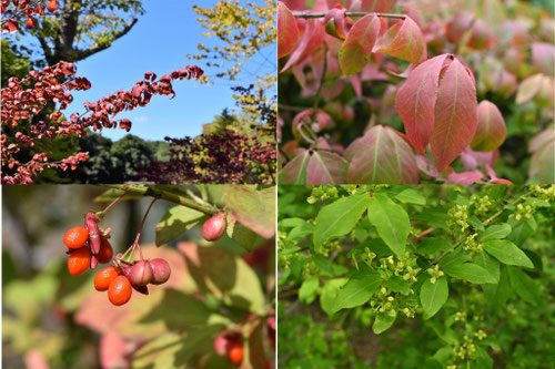 低木,紅葉する木,樹種