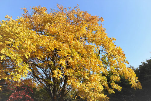 樹木,ムクロジ,紅葉,むくろじの木