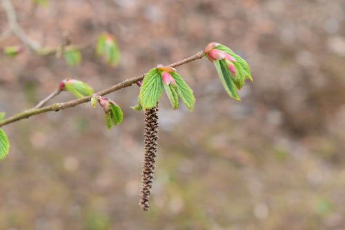 角榛,つのはしばみ,新芽,ツノハシバミ